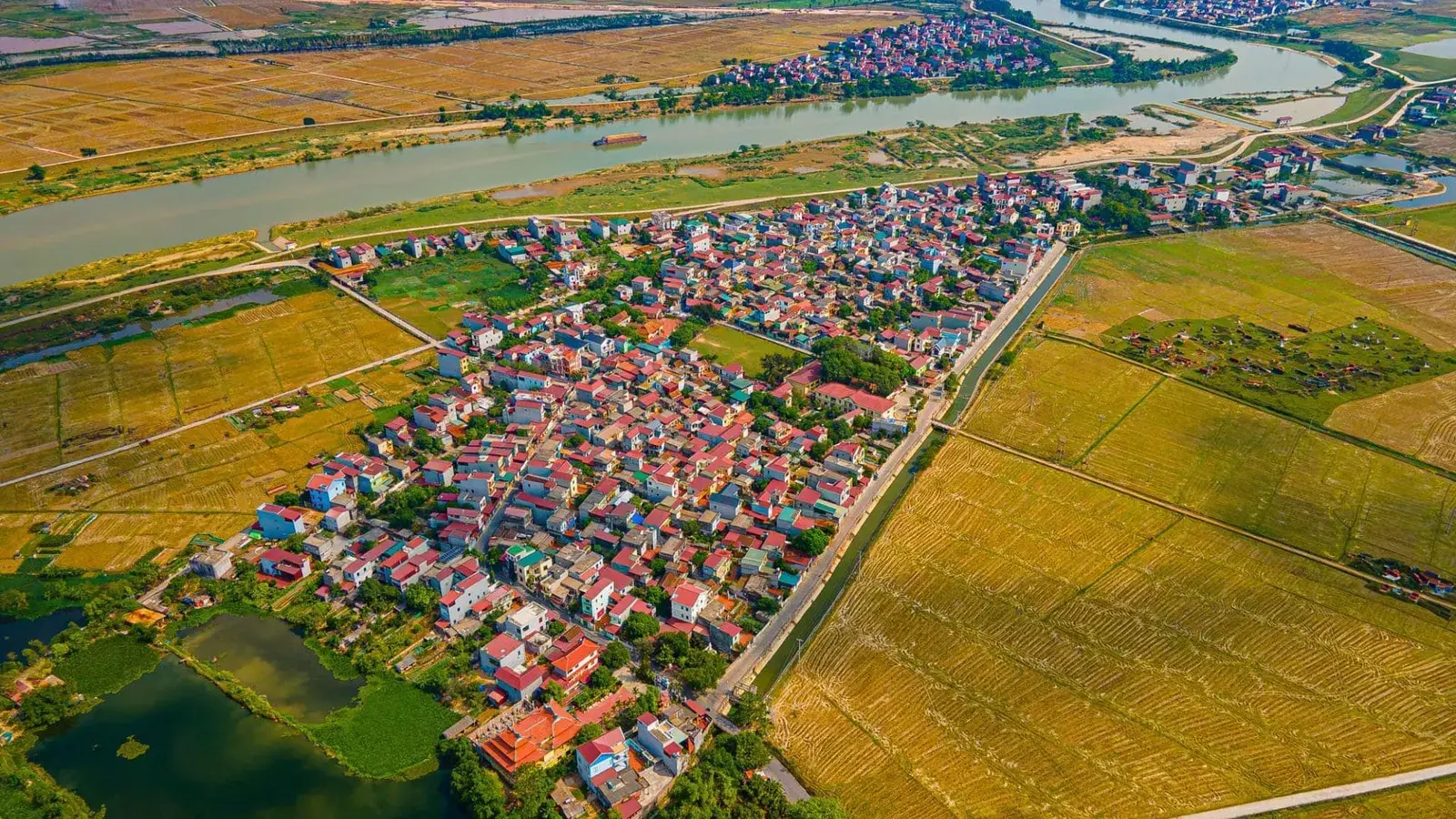 Làng ven sông với mái ngói đỏ nằm giữa ruộng lúa chín, sông chảy sát rìa làng