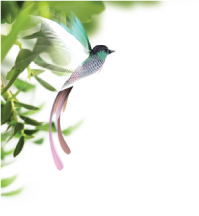 bg
