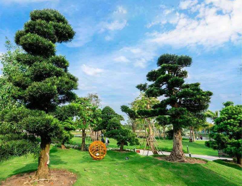 Vườn Tùng La Hán tại Origami quận 9