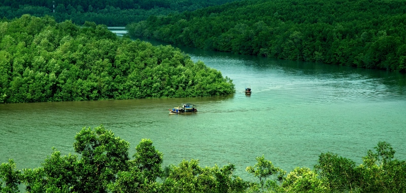 Khung cảnh rừng ngập mặn Cần Giờ xanh ngắt với dòng sông hiền hòa – biểu tượng sinh thái đặc trưng chỉ cách TP.HCM khoảng 50–60km.